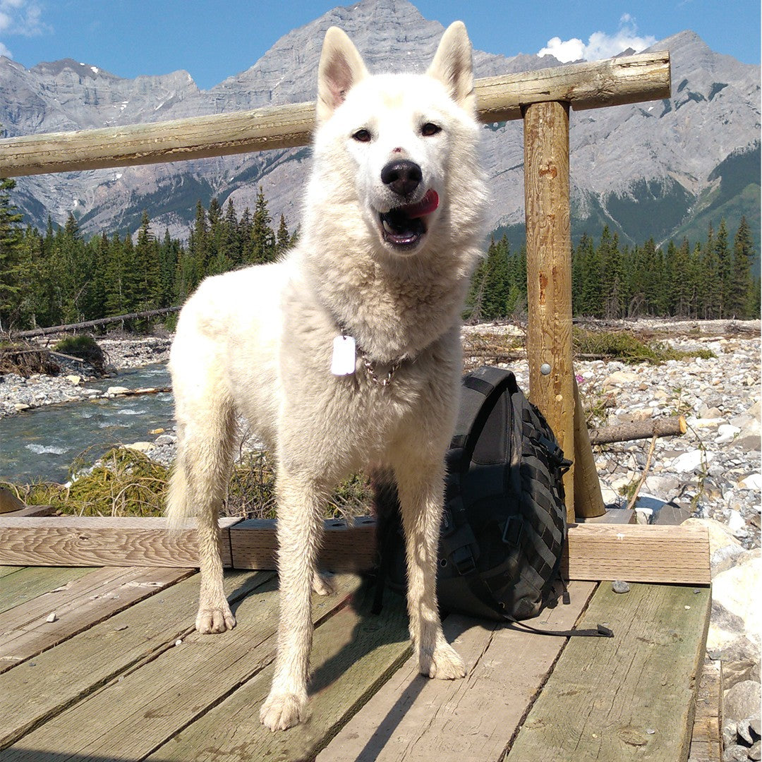 Helping save green space with SCHOEP compostable dog poop bags in Kananaskis Country Alberta Canada