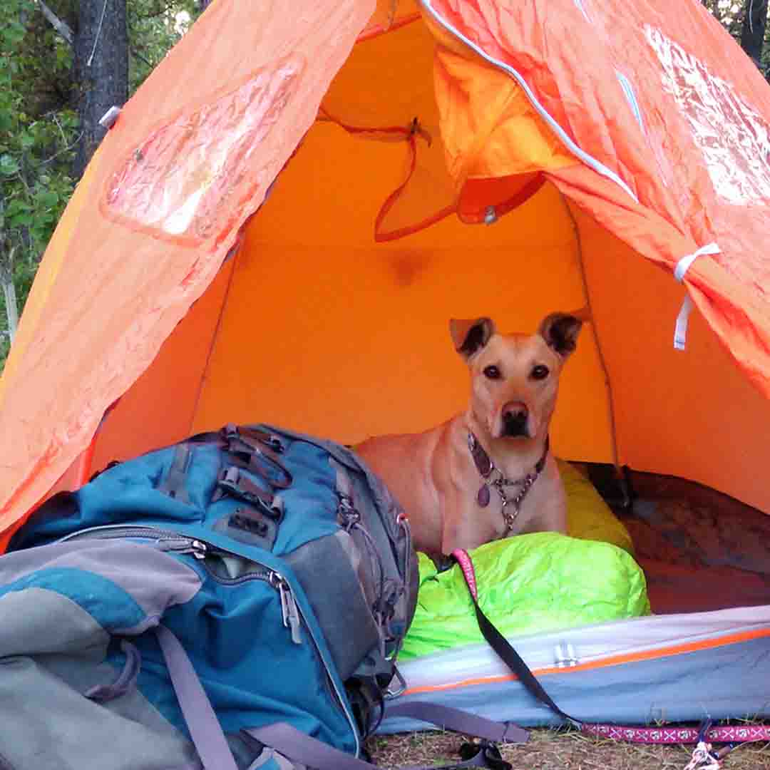 Responsible dog waste management is important when camping hiking or going on an adventure 