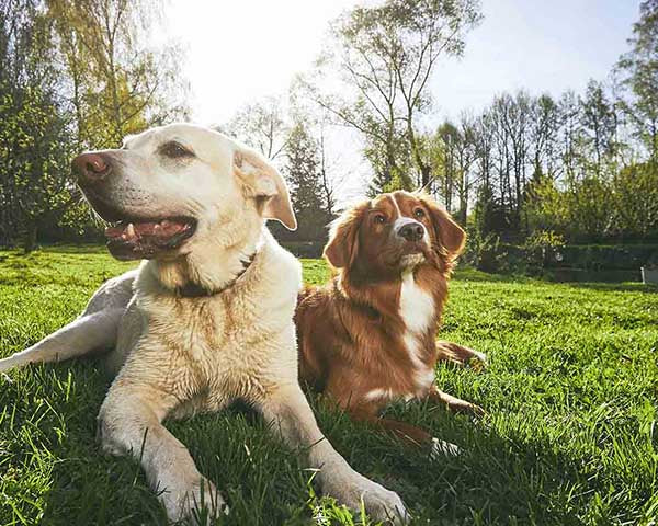 Environmental sustainable compostable dog poop bags helping keep Calgary and Canada's green spaces green